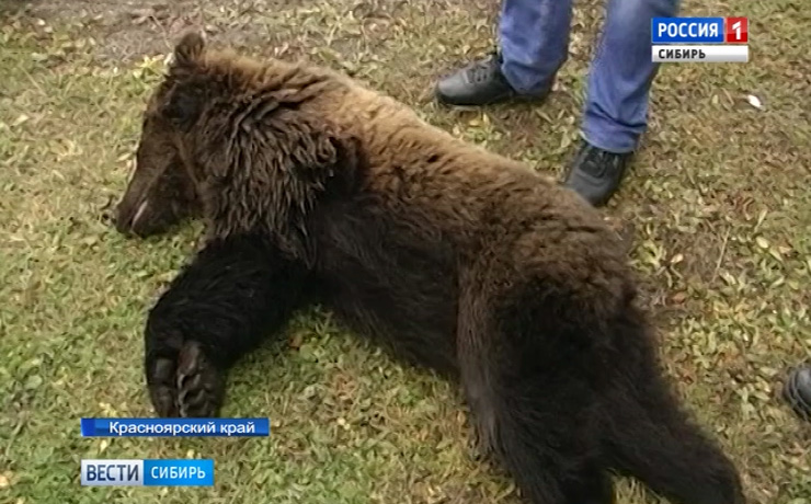 Шестилетний ребенок погиб от лап медведя в Красноярском крае