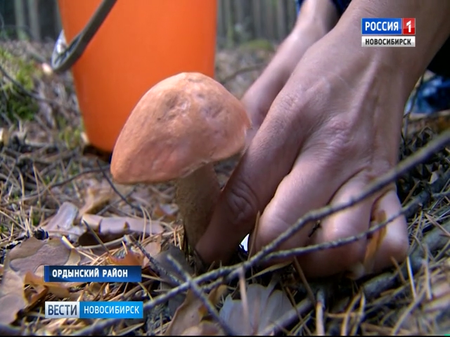 «Вести» узнали, много ли выросло грибов в лесах Новосибирской области