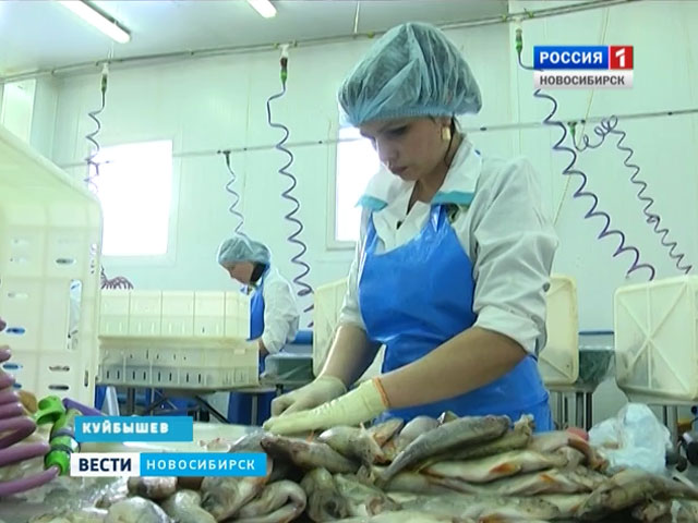 Альянс проект куйбышев нсо