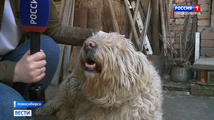 Собакам из приюта срочно пытаются найти дом новосибирские волонтёры