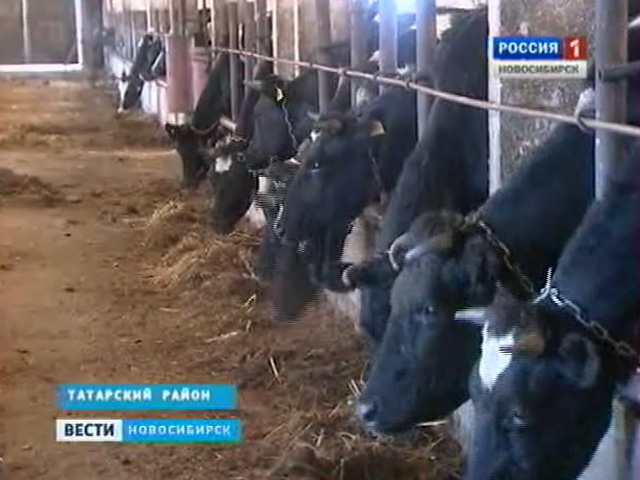 Хозяйства Татарского района делают ставку на производство молока
