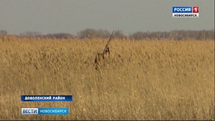 Сезон весенней охоты открыли в Новосибирской области