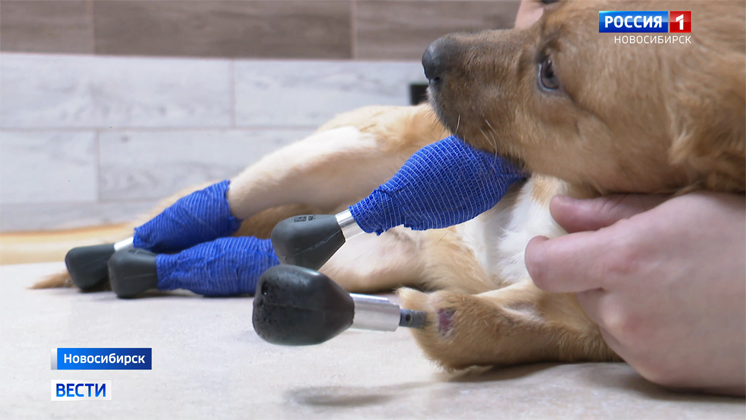 Титановые протезы собаке впервые в мире вживили ветеринары в Новосибирске