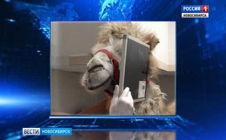 Верблюда с больным зубом привели к новосибирским ветеринарам