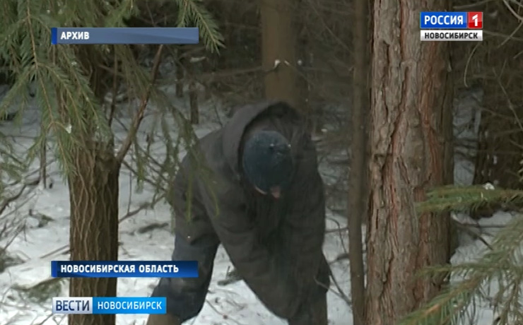 Браконьеры из Новосибирска незаконно срубили 400 пихт в Томской области