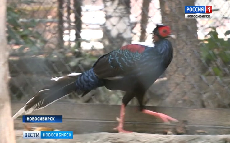 Ушастые фазаны поселились в Новосибирском зоопарке  