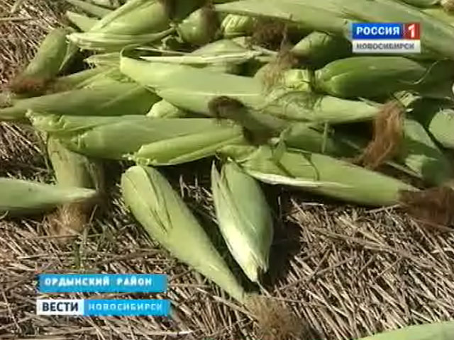 На сторожа в Ордынском районе напали на кукурузном поле