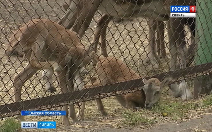 В омском зоопарке за последние месяцы родилось около двух десятков малышей