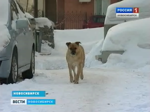 Все больше собак в Новосибирске умирает от отравленных приманок, разбросанных по дворам