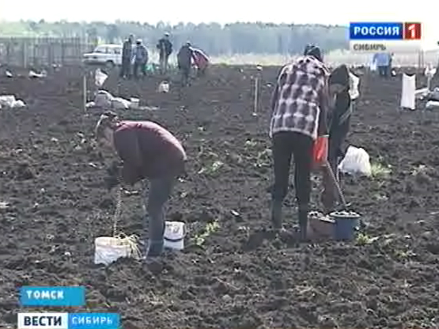 В Томской области прошла благотворительная акция &quot;социальная картошка&quot;