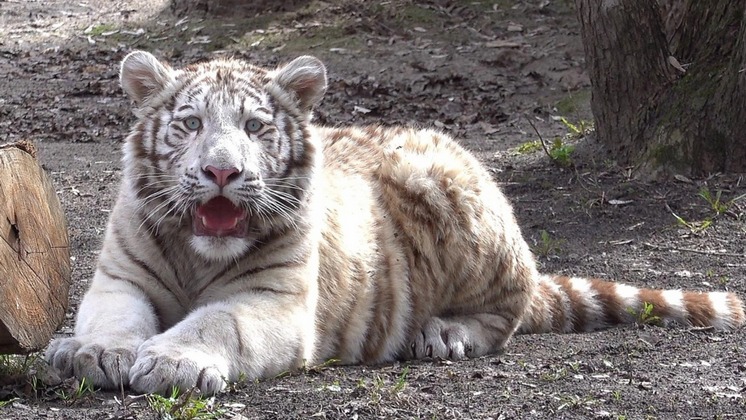 В новосибирском зоопарке появился новый тигренок с голубыми глазами
