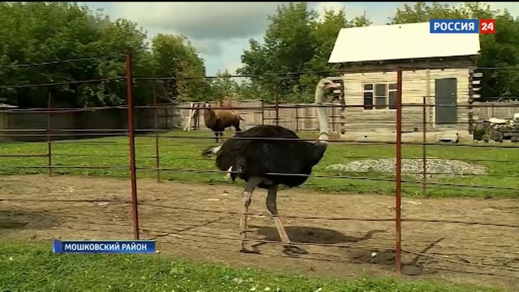 Необычные виды агробизнеса развивают в Новосибирской области