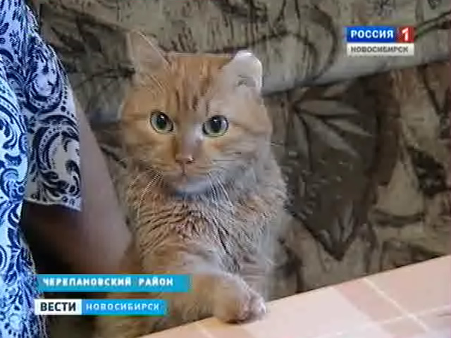 Новосибирская семья вырастила котенка, у которого были отморожены все конечности