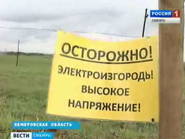 Кемеровские животноводы используют &quot;электропастуха&quot; для присмотра за коровами