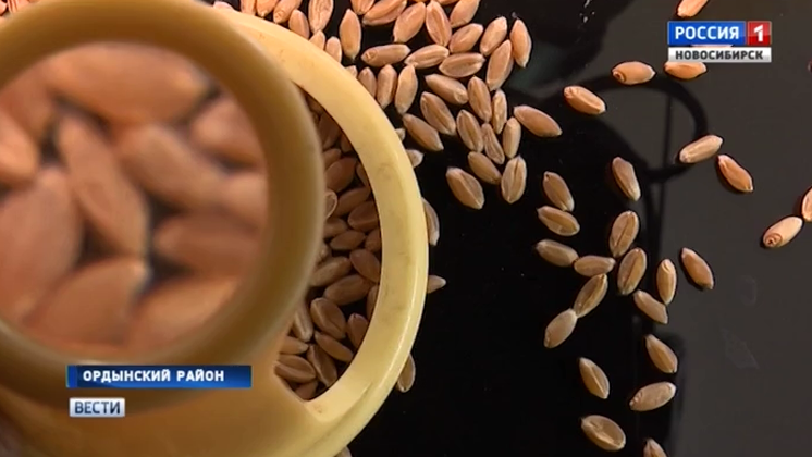 Новосибирские аграрии увеличивают объемы экспортных поставок зерна
