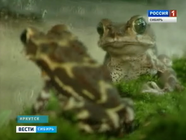 Житель Иркутска разводит хладнокровных представителей фауны в домашних условиях