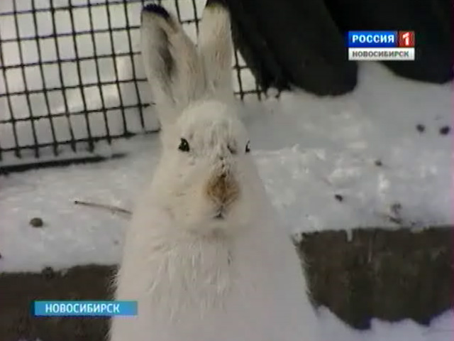 В Новосибирской области резко сократилось количество зайцев