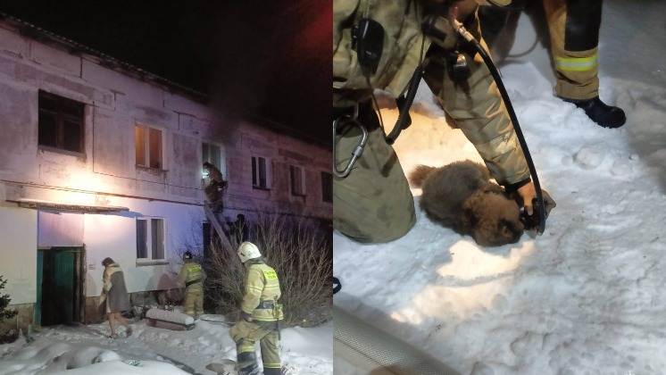 Под Новосибирском из горящего дома спасли пятерых человек и шестерых кошек