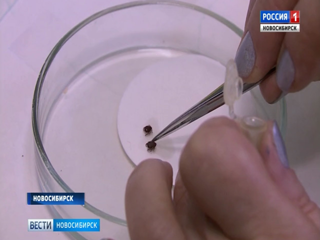 Ученые обнаружили новый гибридный вид клеща в Новосибирске