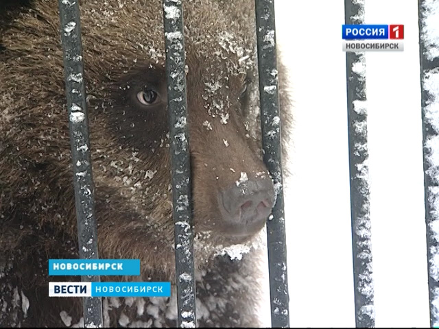 В Новосибирском зоопарке медведи готовятся к зимней спячке