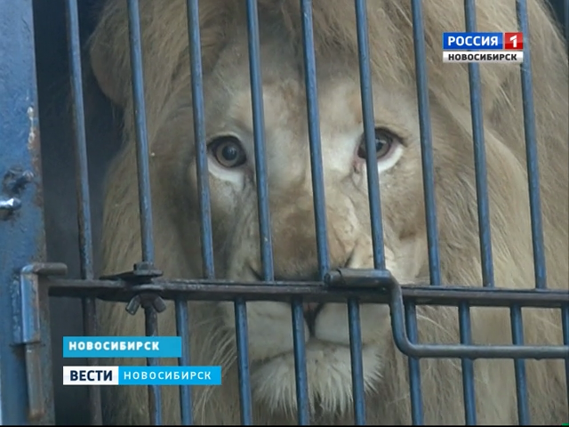 Жителям Новосибирска покажут новую цирковую программу