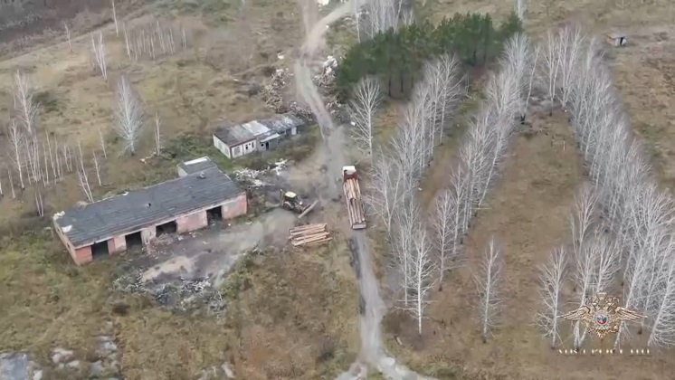 Новосибирцы незаконно вырубили лес более чем на 15 миллионов рублей