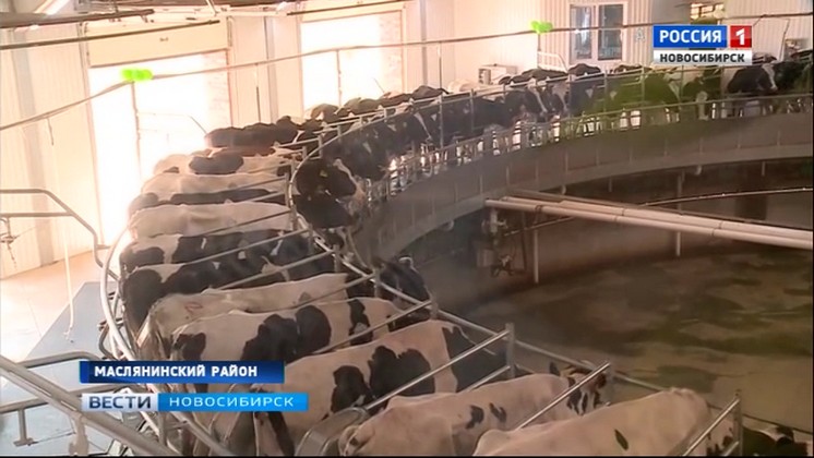 Крупный животноводческий комплекс открыли в Маслянинском районе