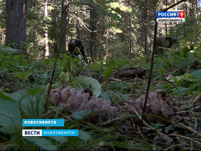 В Новосибирской области собрали рекордный урожай кедровых шишек