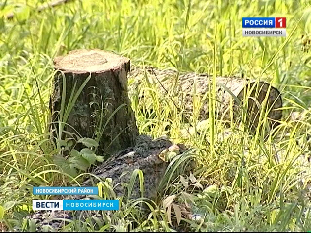 Дачники бьют тревогу: в пригороде Новосибирска вырубают хвойный лес