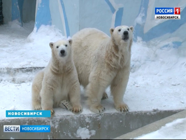 В Новосибирском зоопарке придумали, как не разлучать белых медведей со снегом даже летом