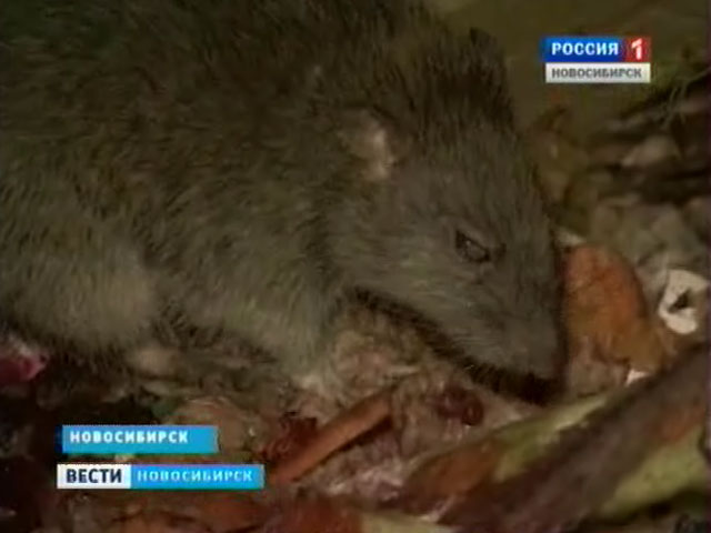 Жители некоторых домов Новосибирска страдают от нашествия крыс