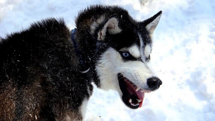 Большая собака напала и сильно искусала семилетнего мальчика под Новосибирском