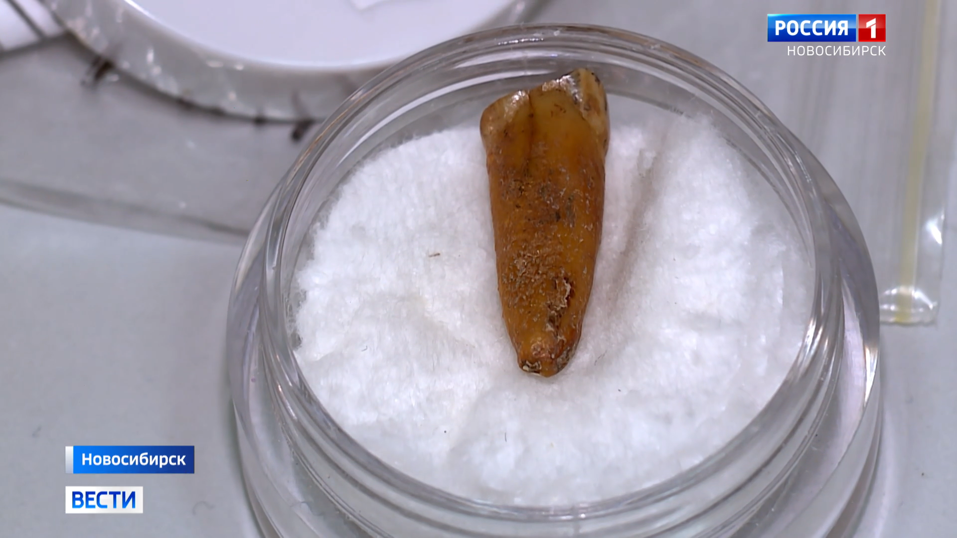 Меню неандертальцев узнали новосибирские учёные по анализу зубного камня
