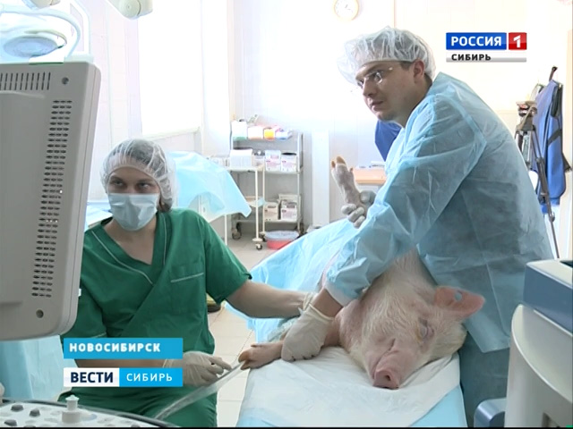 Новосибирские кардиохирурги установили искусственный клапан сердца свинье