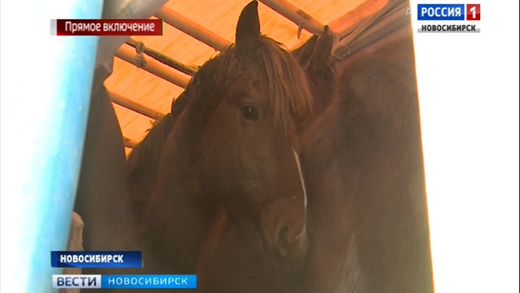 Табун лошадей замерзает на уличной стоянке в Новосибирске
