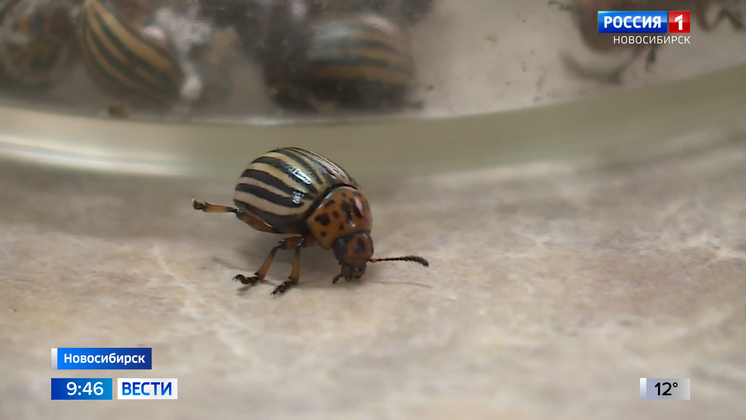 Новосибирские ученые изучают особенности зимовки колорадского жука