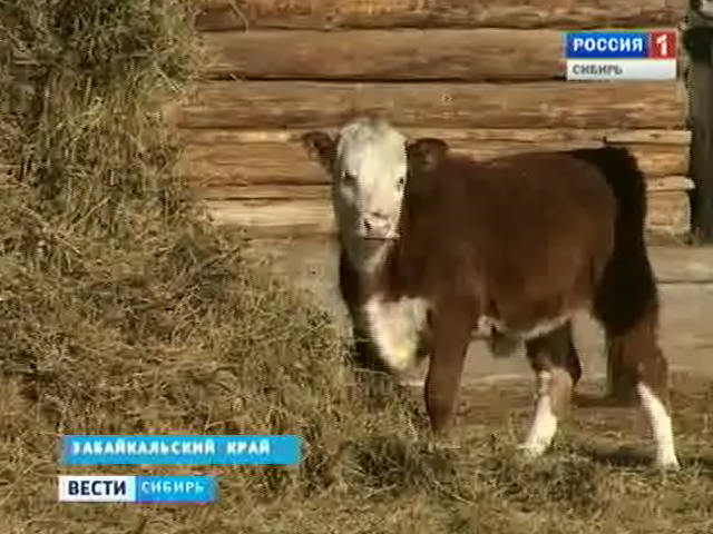 Фермеров в Забайкальском крае становится меньше, а поголовье скота увеличивается