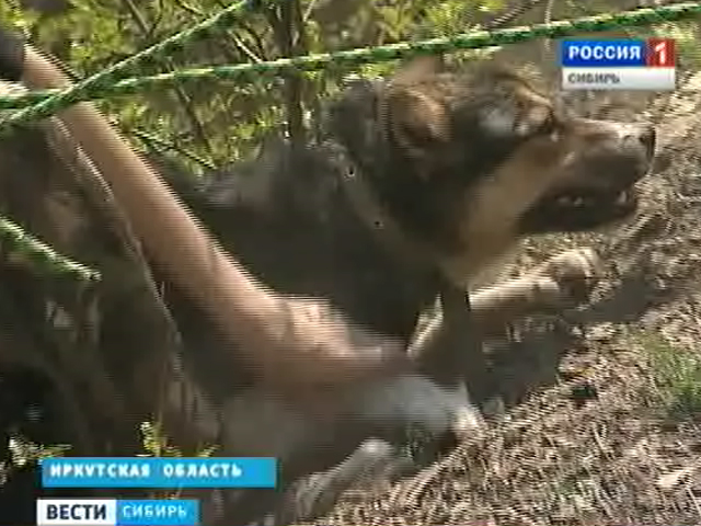 В Иркутской области кинологи собак тренируют для работы в горах