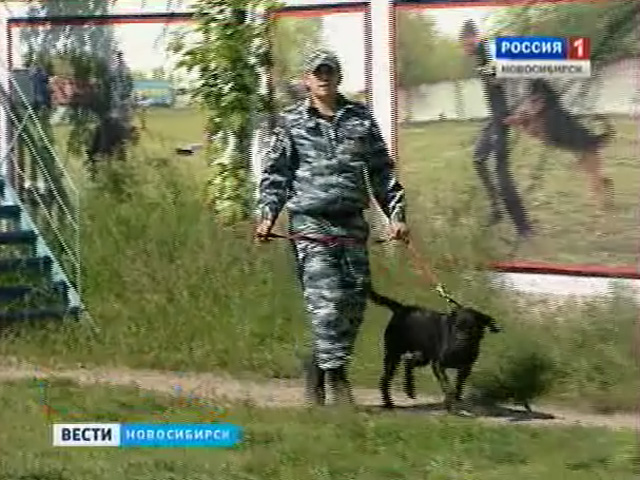 В Новосибирске все чаще в руки кинологов попадают собаки, от которых отказались хозяева