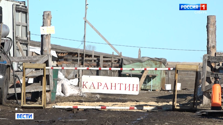Из-за африканской чумы свиней в Красноярском крае ввели карантин