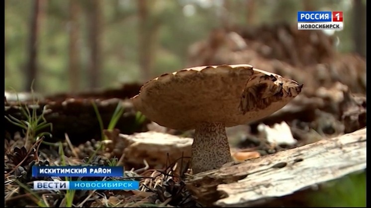 Сезон сбора грибов стартовал в Новосибирской области