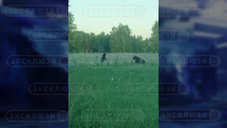 Угрожающего селу медведя с медвежонком сняли на видео в Новосибирской области