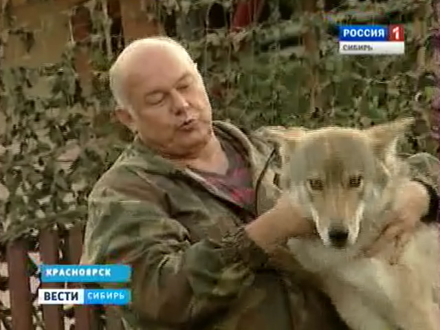 Красноярский охотник разводит волков в собственном дворе