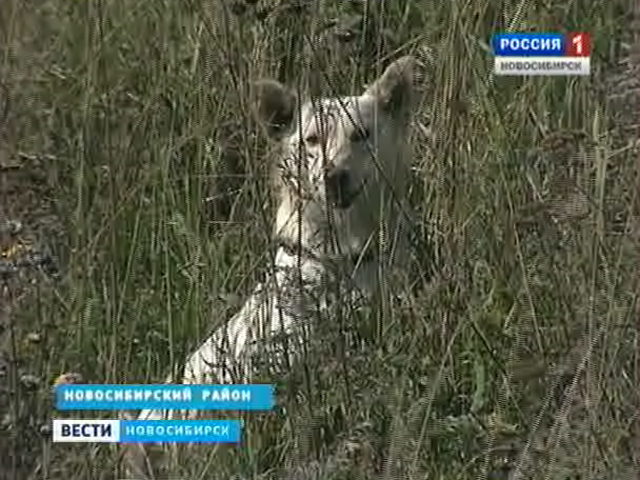 На шоссе под Новосибирском уже месяц живет собака, ждущая хозяина