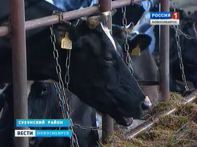 Фермеры Сузунского района Новосибирской области делают ставку на молоко