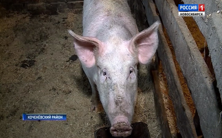 Африканская чума свиней подступает к Новосибирской области