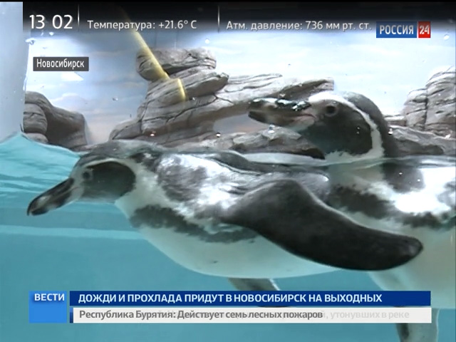 В Новосибирском зоопарке открылся пингвинарий (прямое включение)