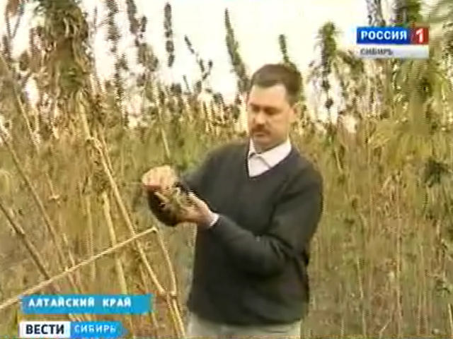 В Алтайском крае готовятся убирать небывалый урожай конопли