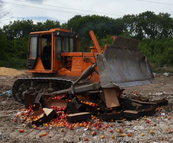 Бульдозер в Новосибирске раздавил тонну польских яблок
