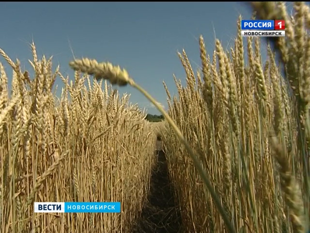 Новосибирские аграрии спустя 40 лет начнут поставлять зерно в Китай